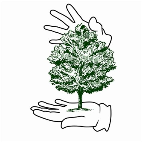 Common Tree Care Mistakes to Avoid: Lessons from Magic Hands Tree Service